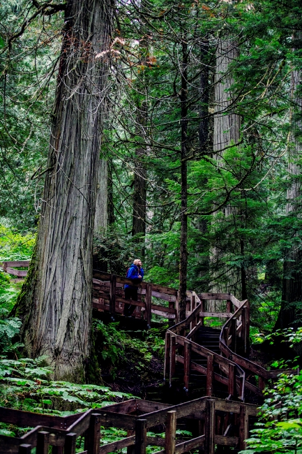 A woman walks along a wooden path in a dense forest.