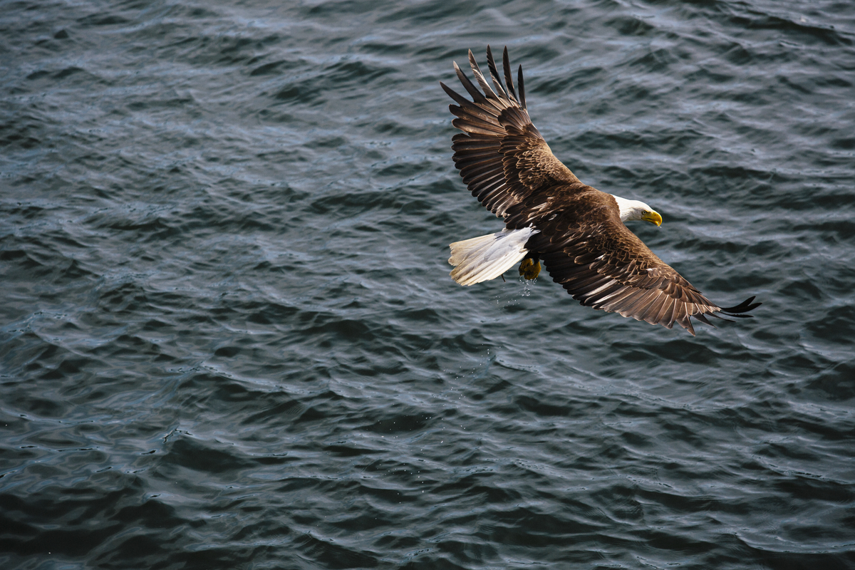 A bald eagle in flight over the water