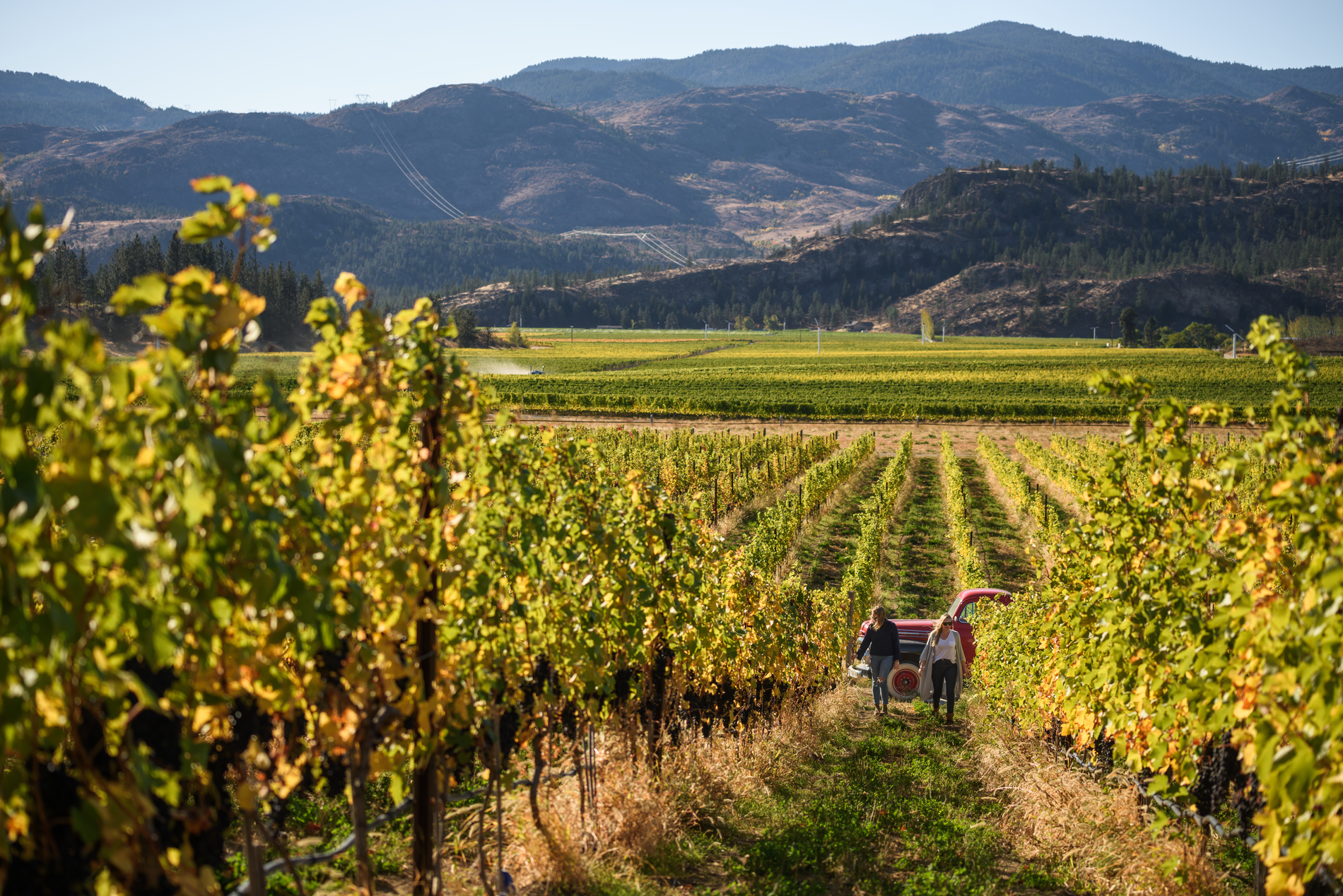 Vineyard at Covert Farm | Andrew Strain